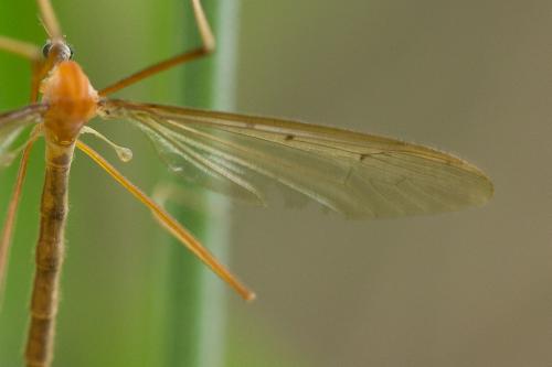 Pedicia littoralis